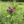 Close-up of Common Ironweed