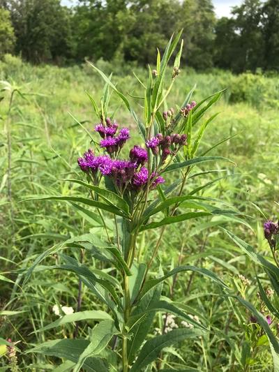 Close-up of Common Ironweed