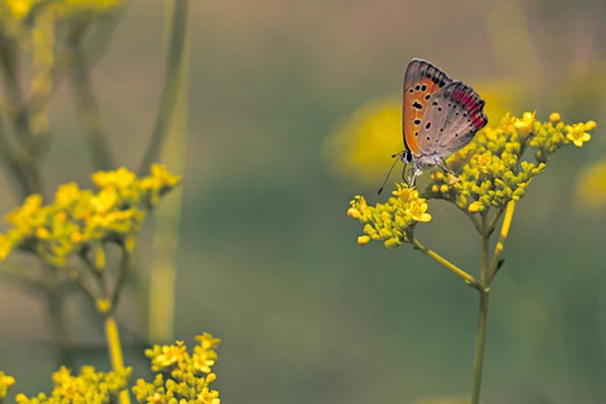 yellow flowers with butterfly