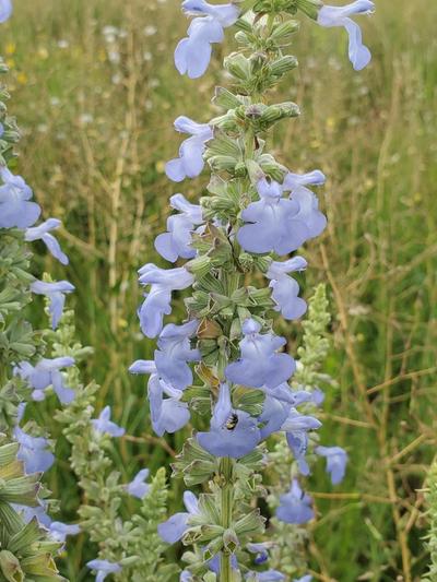 flowers of big blue sage visited by a native bee