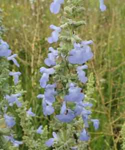 Close-up of Big Blue Sage