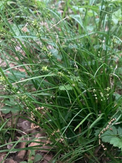 Close-up of Rosy Sedge
