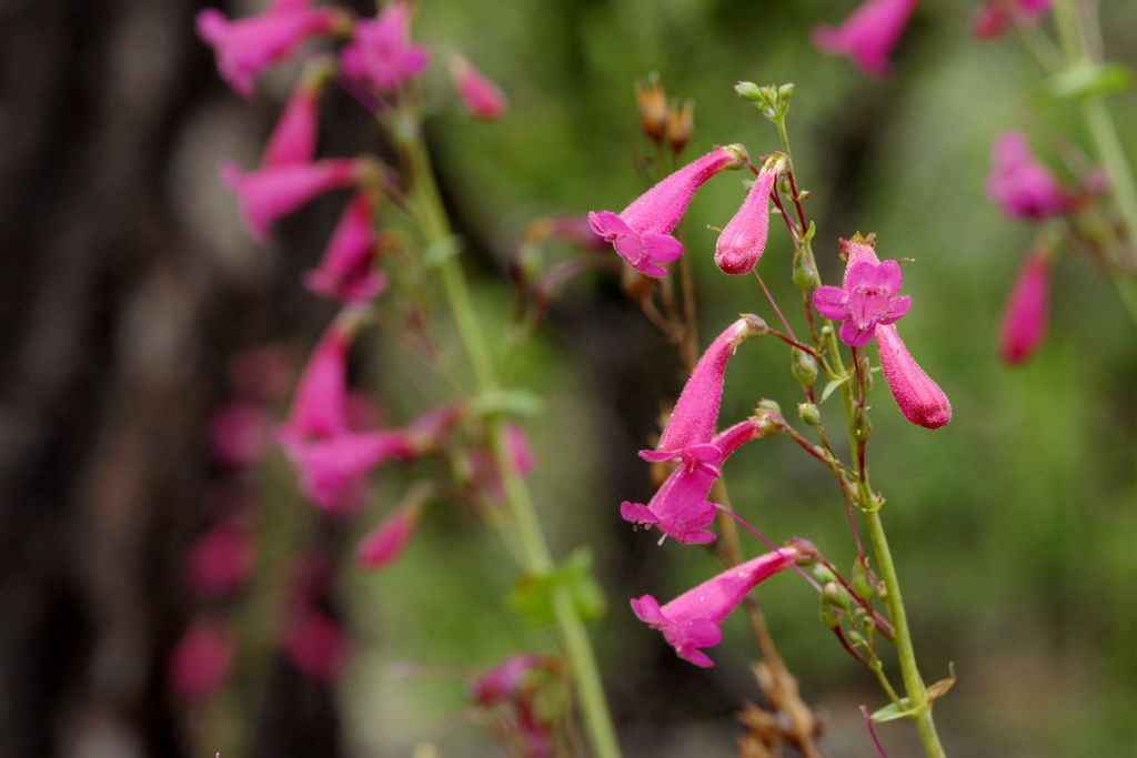 Close-up of Desert Penstemon