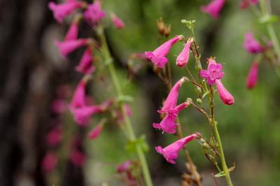 Close-up of Desert Penstemon