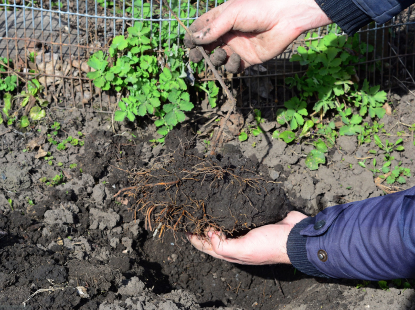 Gardener checking root-zone moisture for newly planted full sun Texas natives.