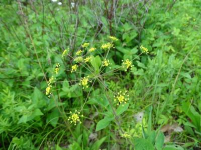 Close-up of Yellow Pimpernel