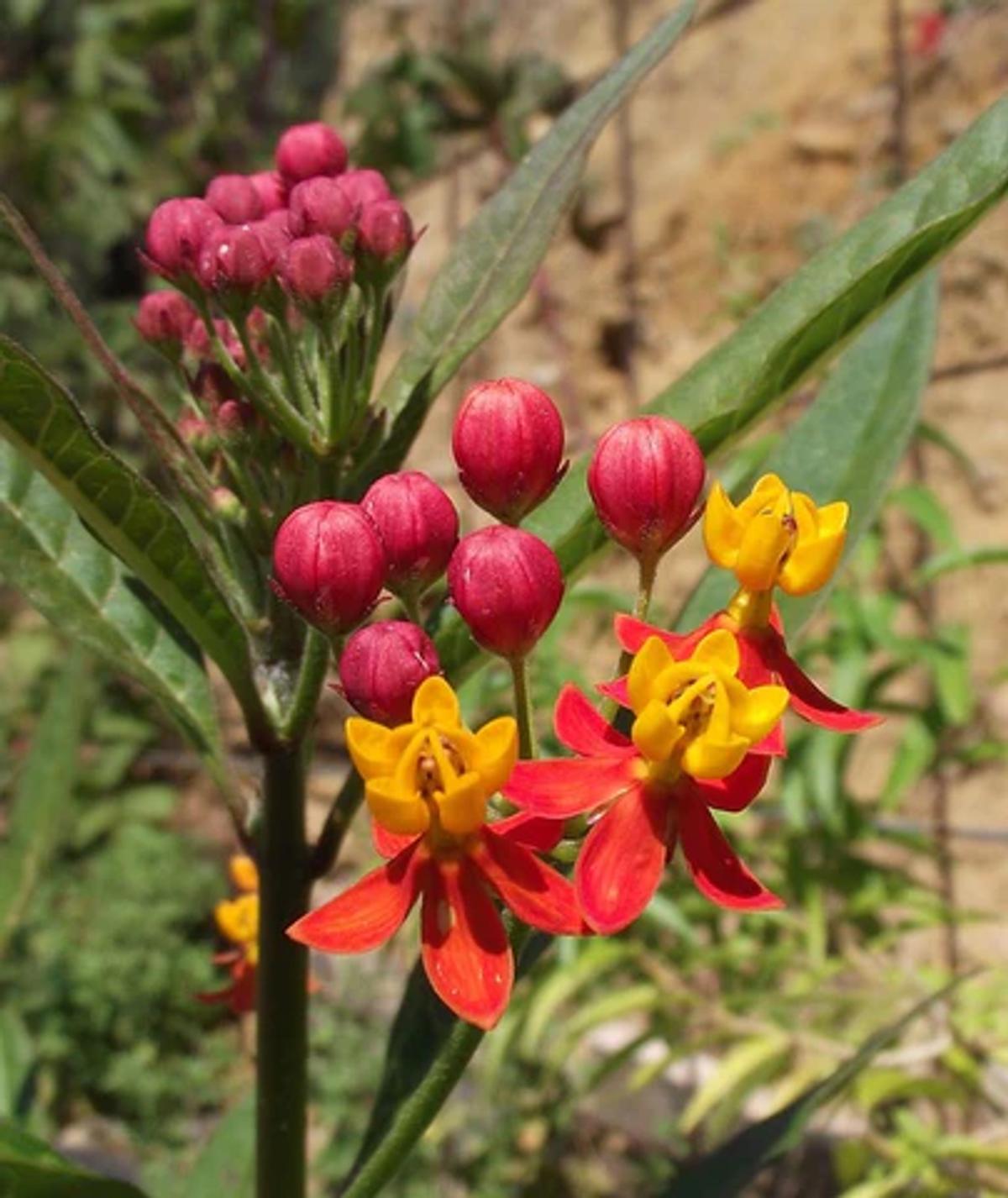 asclepias tuberosa, butterfly weed, blossom