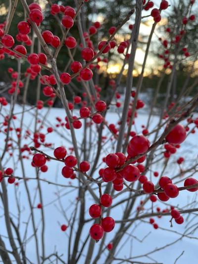 Close-up of Winterberry Holly