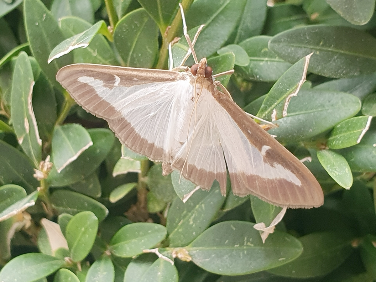 box tree moth (cydalima perspectalis) on shrub