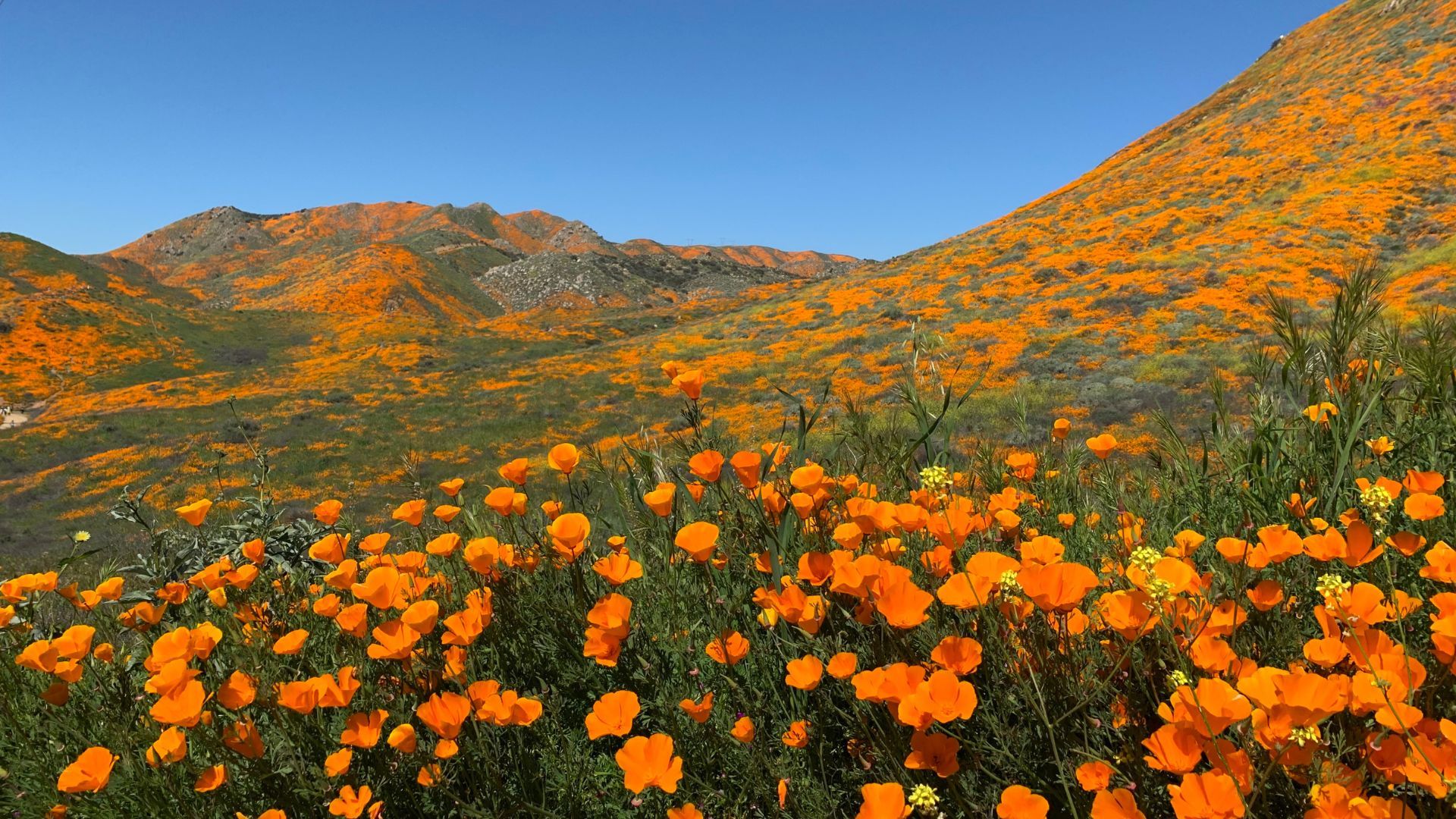 orange poppies in sun