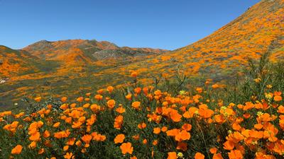 orange poppies in sun