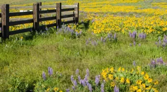 Field of native plants with fence