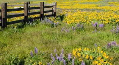 Field of native plants with fence