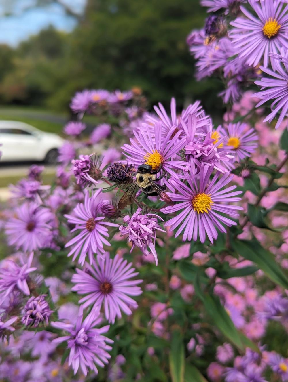 new-england-aster-my-home-park-curated-native-gardens-delivered-to