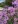 Close-up of New England Aster