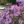 Close-up of New England Aster