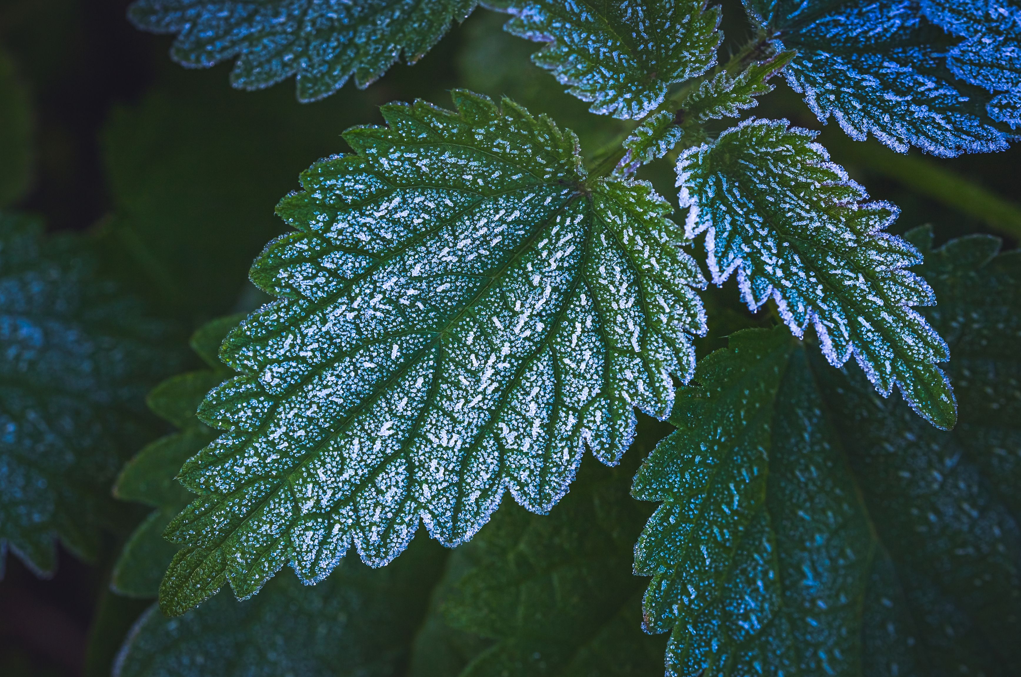 A collection of deep green frosty winter leaves.