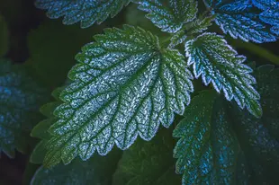 A collection of deep green frosty winter leaves.