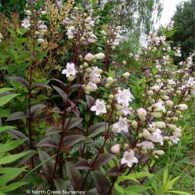 Close-up of Husker Red Foxglove Beardtongue