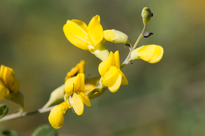 Rhode Island Native Plants: 9 Beautiful Blooms For Your Garden | My ...