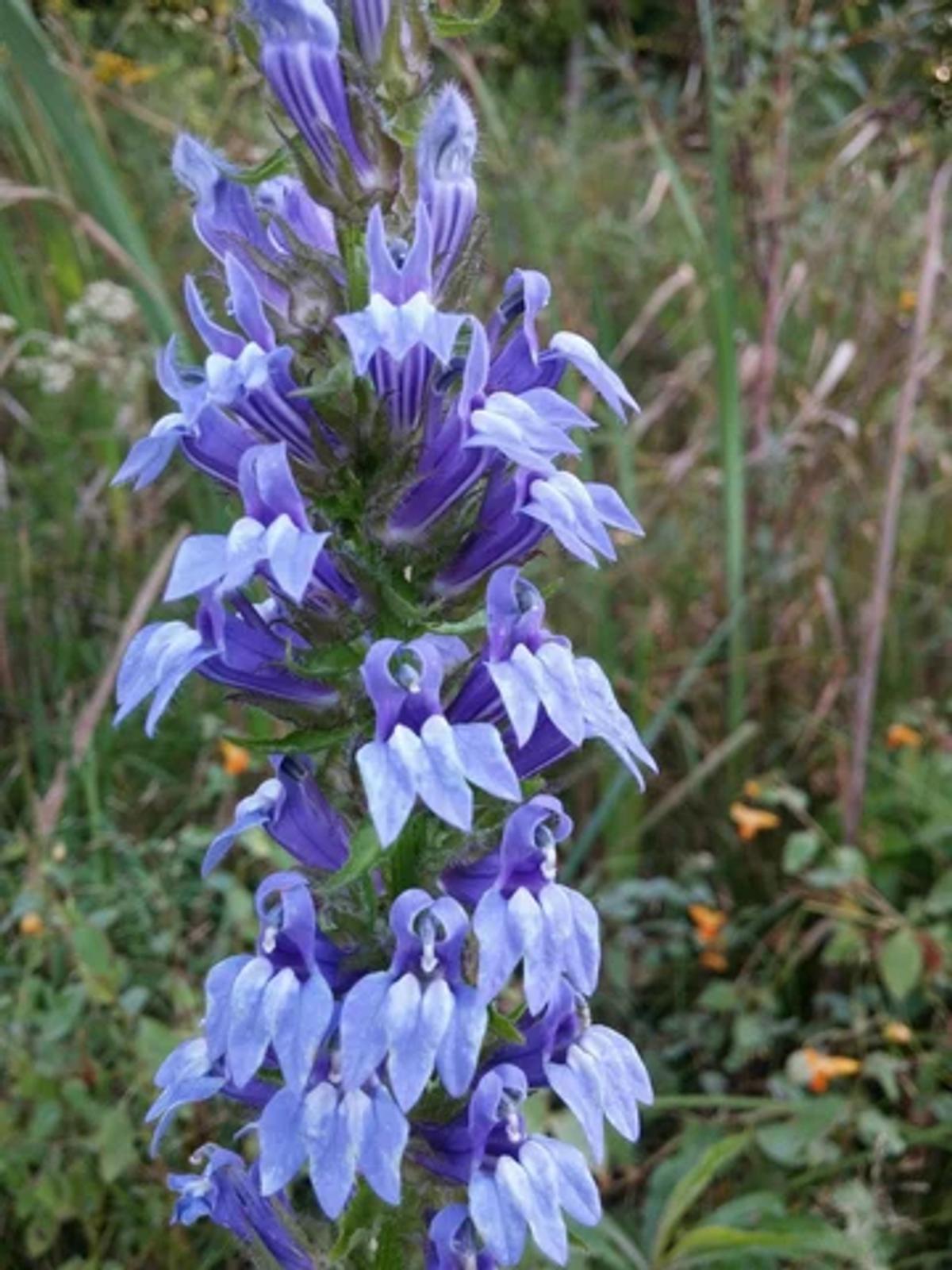 great blue lobelia flowers