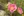 Close-up of Prairie Rose