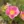 Close-up of Prairie Rose