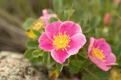 Close-up of Prairie Rose