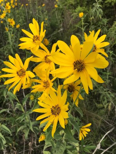 Close-up of Maximilian Sunflower