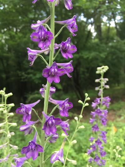Close-up of Prairie Larkspur