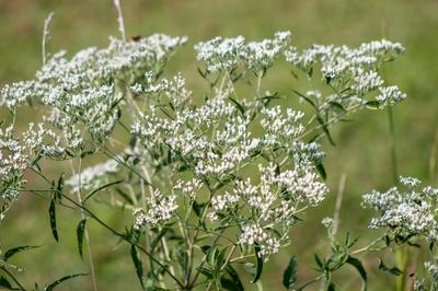 Close-up of Late Boneset