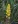 Close-up of Showy Goldenrod