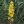 Close-up of Showy Goldenrod