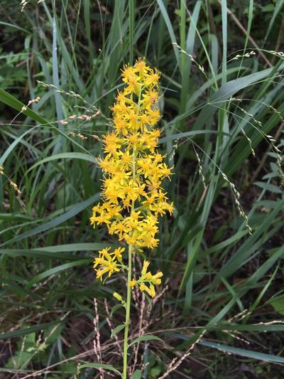 Close-up of Showy Goldenrod