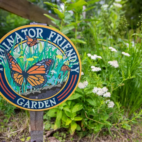 a custom native plant garden with a pollinator friendly garden sign in the foreground