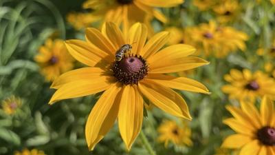 Bee on a Black-Eyed Susan