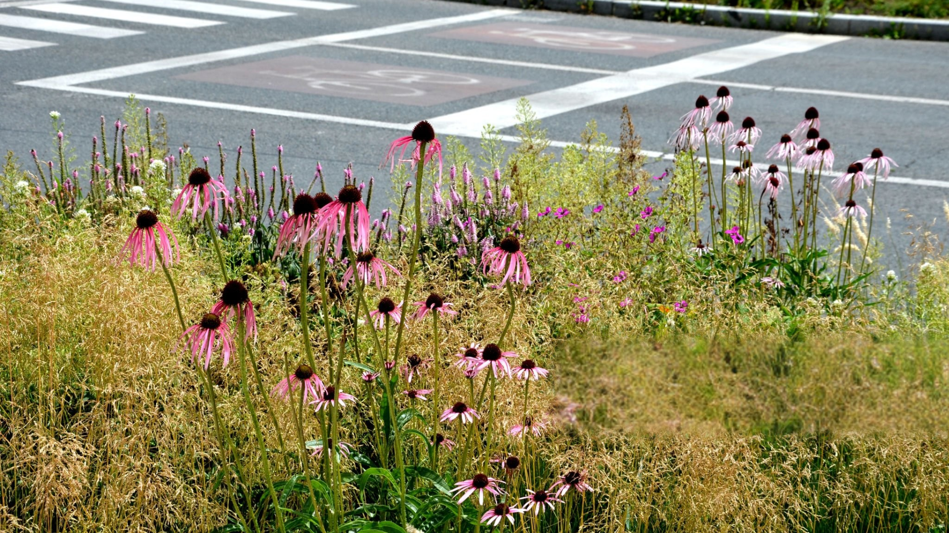 vibrant native prairie plants growing by a paved road