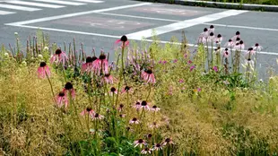 vibrant native prairie plants growing by a paved road