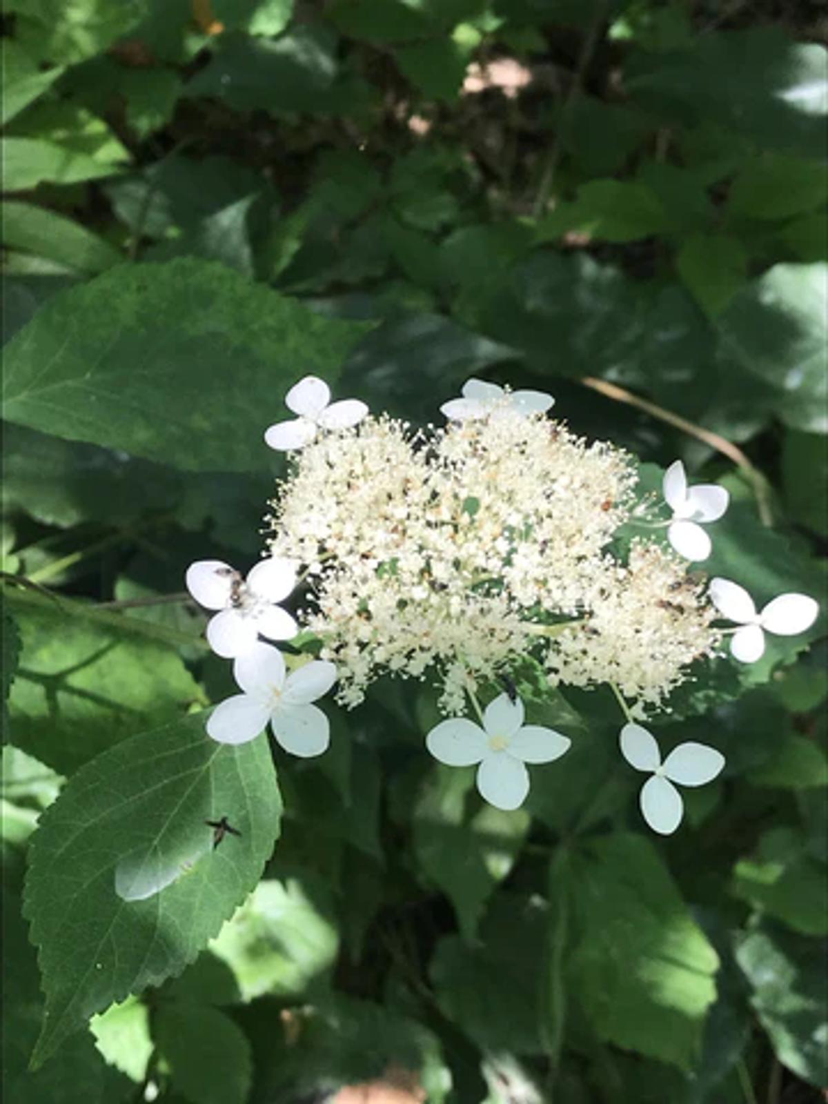 Wild Hydrangea