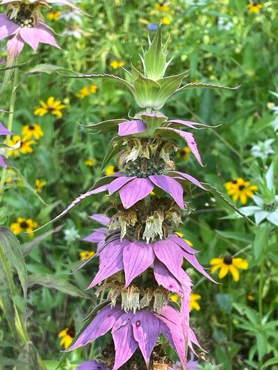 Close-up of Spotted Beebalm