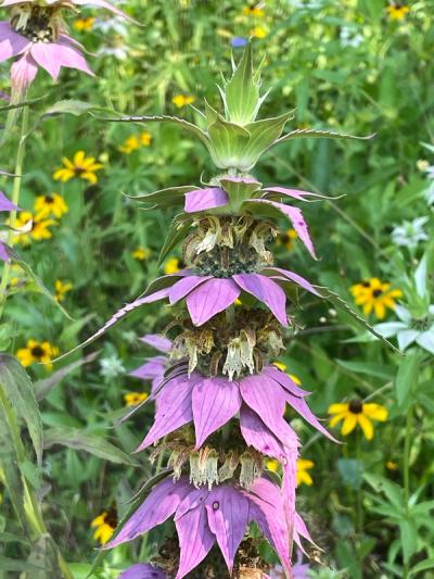 Close-up of Spotted Beebalm