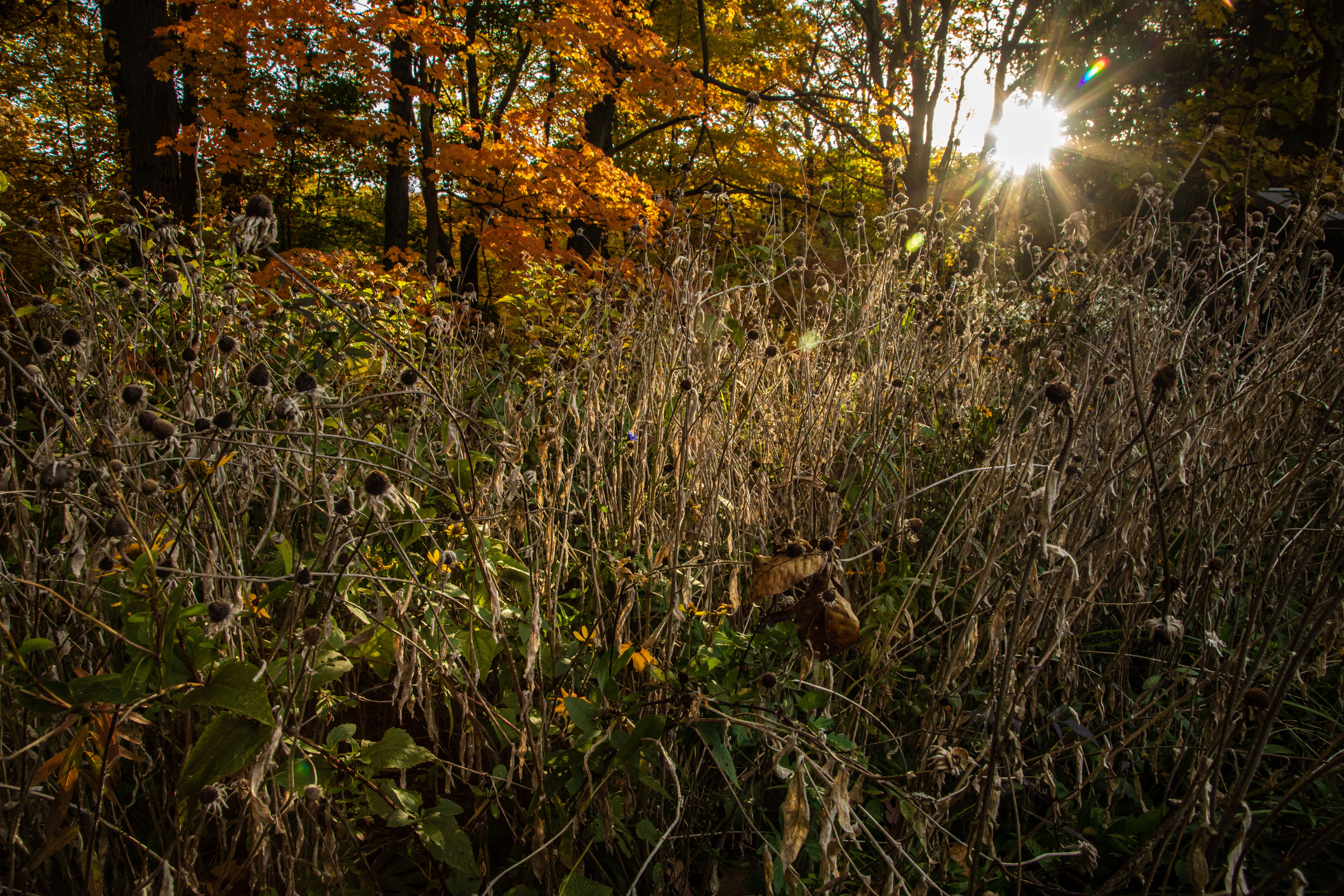 A garden of dry plants and long-stemmed flowers. Golden hour.