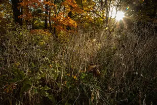 A garden of dry plants and long-stemmed flowers. Golden hour.