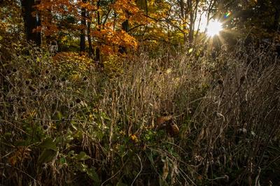 A garden of dry plants and long-stemmed flowers. Golden hour.