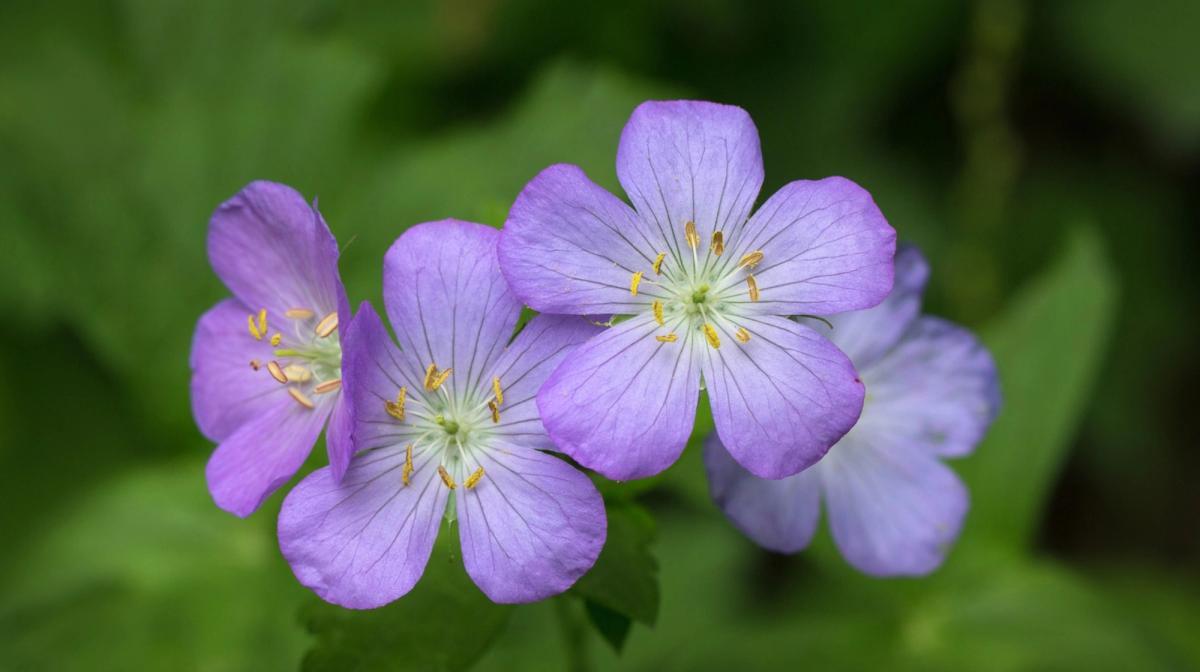 Multiple Wild Geranium