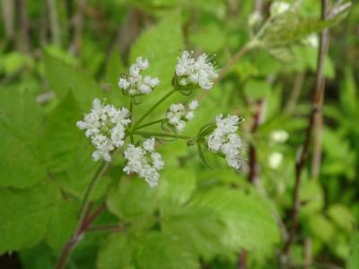 Close-up of Sweet Cicely