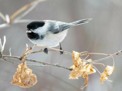 a black-capped chickadee on a twig in winter