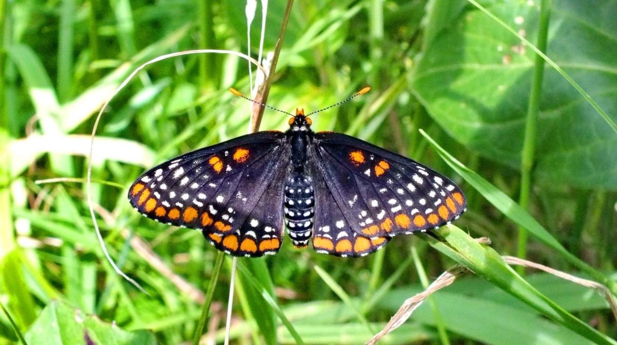 Baltimore Checkerspot Butterfly