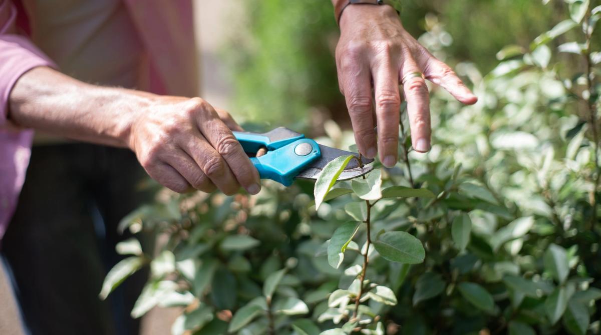 a close up of someone trimming a shrub
