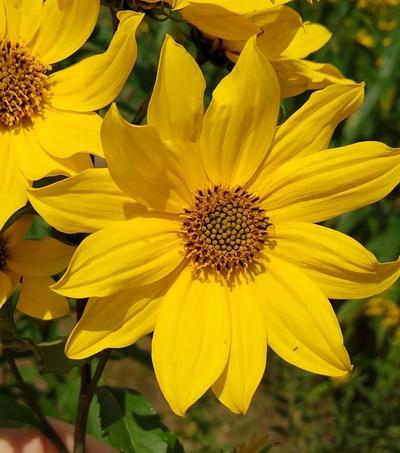 Close-up of Giant Sunflower